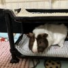 Two Young Male Guinea Pigs (Brothers)