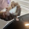 3 girls/ 2 boys need new home