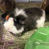Alfred &amp;amp; Wilbur