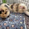 2 female guinea for rehomeing!