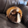 Female guinea pig looking for new home