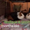 Rescued Male Guinea Pigs