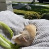 Sweet Guinea Pig Needs New Home