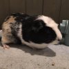 2 female guinea pigs