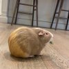 Sweet Guinea Pig Needs New Home