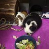 Female Bonded Pair- Oreo and Chip