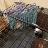 2 tri-color Abyssinian guinea pigs 9 mths old
