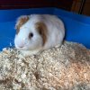 Circuit - One Male Piggie