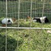 Three year old male Guinea Pig