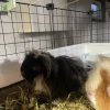 4 Bonded Male Guinea Pigs