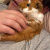 Beautiful and Kind Female Guinea Pig