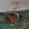 Rehoming a 4 week old male piggy
