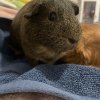 Two males with cage. Bonded duo.