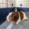 Two male guinea pigs - 3 yrs old