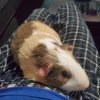 Lonely male piggy for rehoming