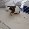 Two bonded males looking for a new home