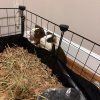Two adorable male guinea pigs