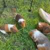 I have 3 male guinea pigs that are 2 months.