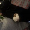 2 male guinea pigs under 5 months
