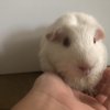 2 guinea pigs Ritsu(black brown) Mio(albino)