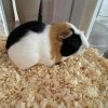 Kevin and Pumpkin has an amazing habitat!!