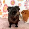Fig &amp;amp; Pibb- Bonded Males