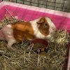 Senior Pig for Retirement Home