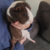 FEMALE GUINEA PIG TO REHOME