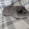 Alby, 2 year old female