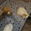 3 bonded females for rehoming