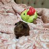 2 female guinea pigs,adopt as individuals or