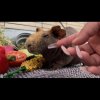 Sweet Hairless Guinea pig for adoption LA