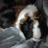 Two Fixed (Boy &amp;amp; Girl) 4 y/o Abyssinians!
