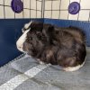 Two male guinea pigs - 3 yrs old