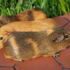 Family Fur-ever: Dad &amp;amp; Two Sons Rehome Ready