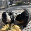 2 sweet male guinea pigs (bonded)