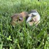 Two four month old female guinea pigs!