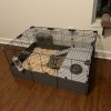 2 males under 1year old