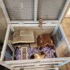 Boy Guinea Pig needs a new forever home