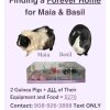 Maia &amp;amp; Basil, 2 Females, Need a New Home ASAP