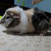 2 male guinea pigs (Grimace &amp;amp; Rooster)