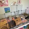 2 Female Guinea Pigs &amp;amp; Set Up (1 yr old)