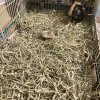Need a new home