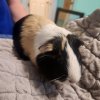 4 Female guinea pigs looking to rehome.