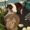 ❤️Female Bonded Duo 6 and 7 y/o❤️