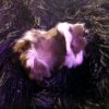 7 week old babies