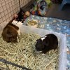 2 Male guinea Pigs - 4yrs - comes w/ supplies