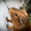 Family Fur-ever: Dad &amp;amp; Two Sons Rehome Ready