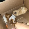 2 male guinea pigs