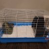 2 guinea pigs looking for a new home